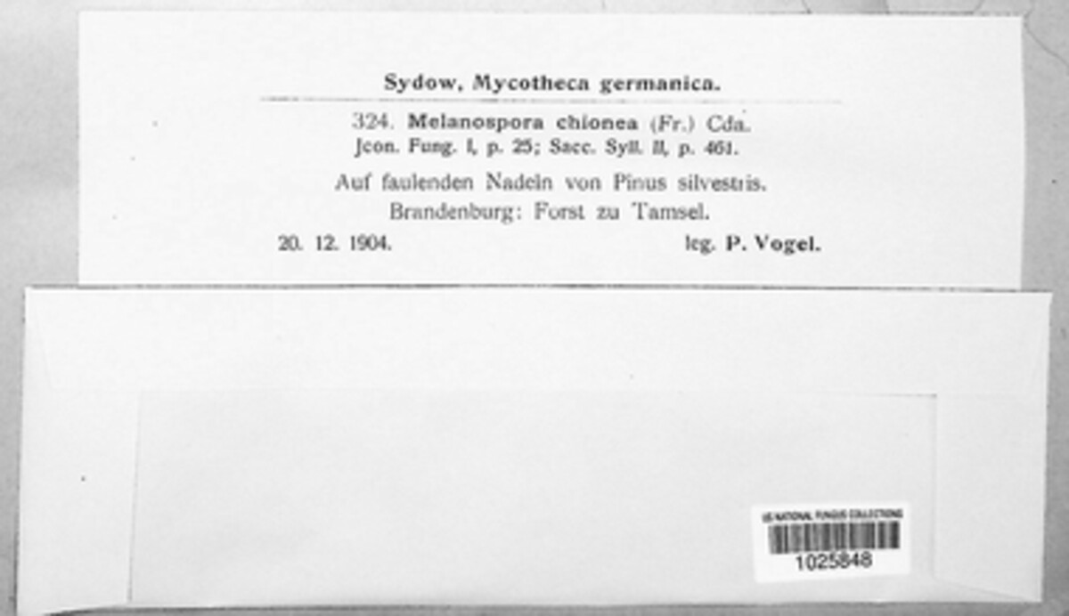 Melanospora chionea image